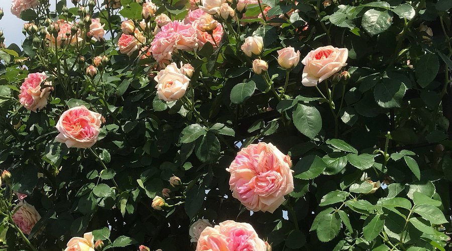 🌳 에코파크 미나마타